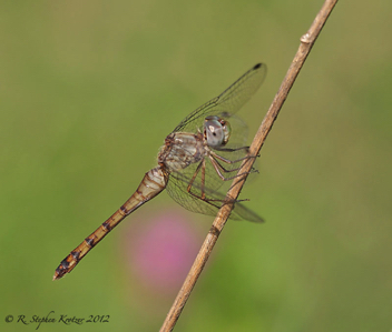 Sympetrum ambiguum, female